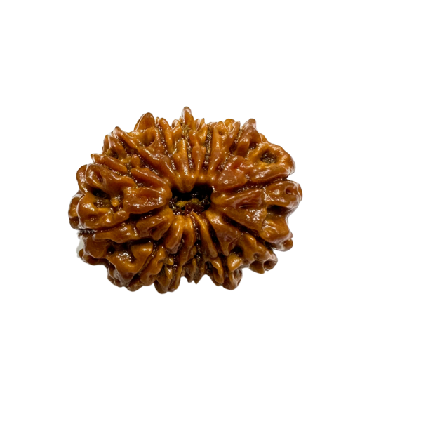 Vedikaura 13 Mukhi Rudraksha