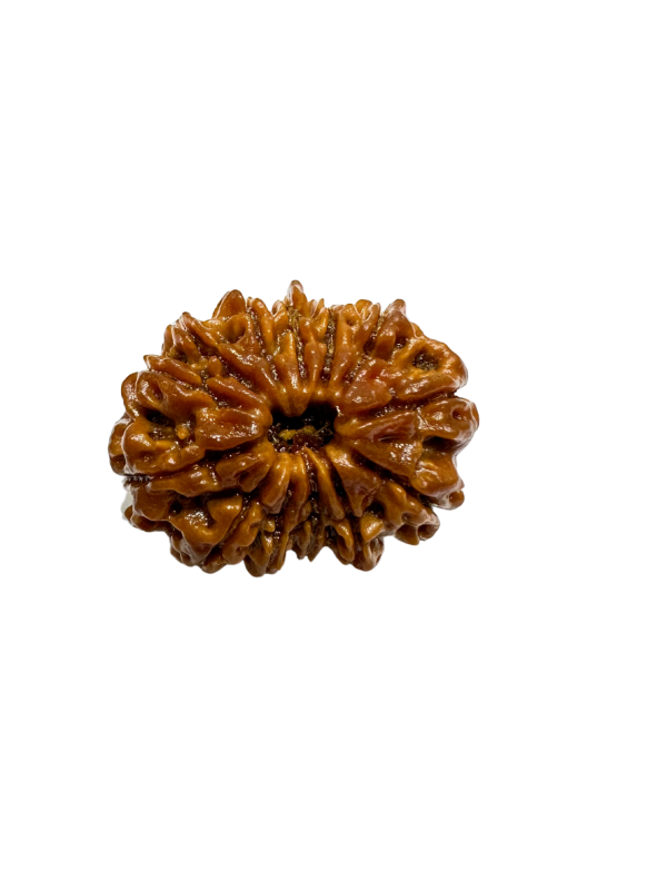 Vedikaura 13 Mukhi Rudraksha