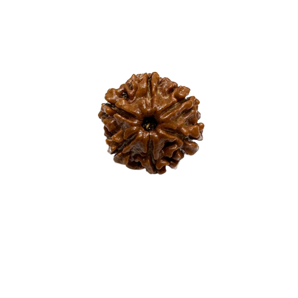 Vedikaura 6 Mukhi Rudraksha