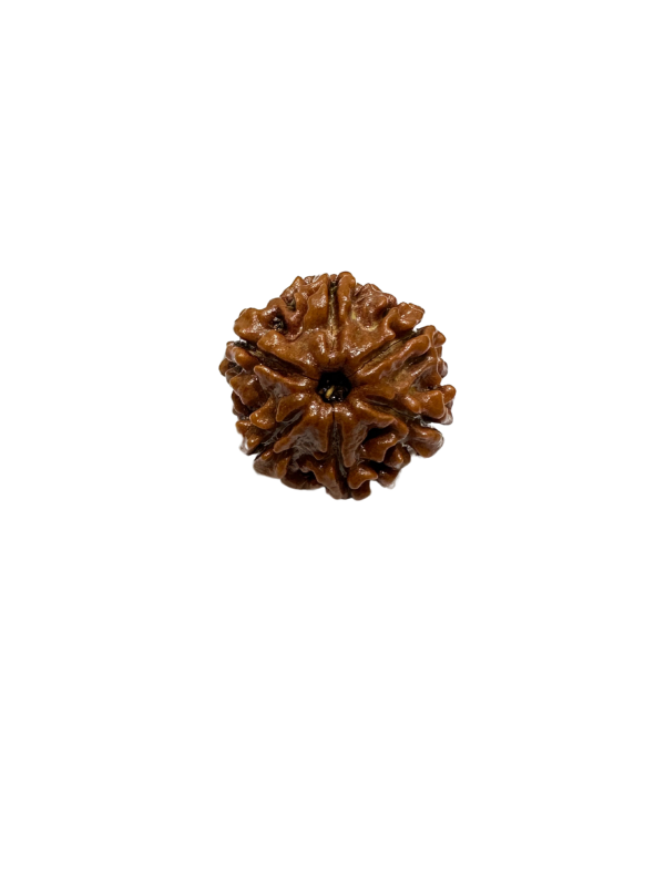 Vedikaura 6 Mukhi Rudraksha