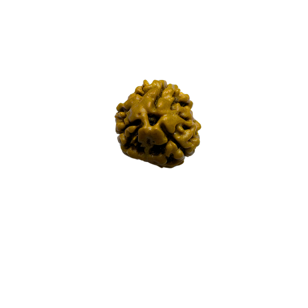 Vedikaura 3 Mukhi Rudraksha