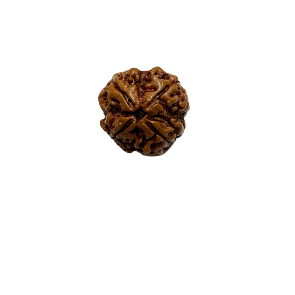 Vedikaura 4 Mukhi Rudraksha