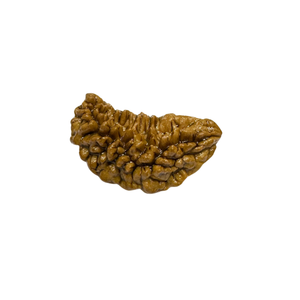 Vedikaura 1 Mukhi Rudraksha