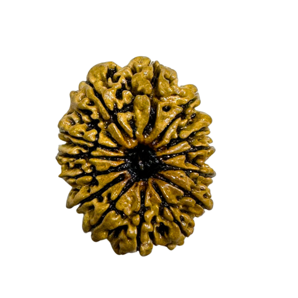 Vedikaura 14 Mukhi Rudraksha