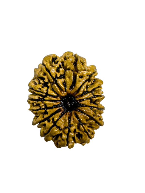 Vedikaura 14 Mukhi Rudraksha