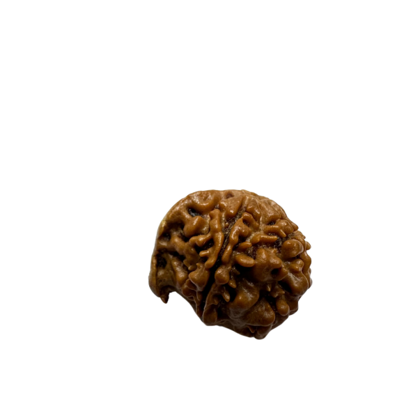 Vedikaura Ganesh Rudraksha