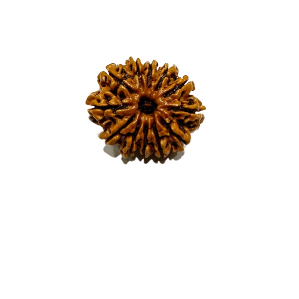 Vedikaura 12 Mukhi Rudraksha