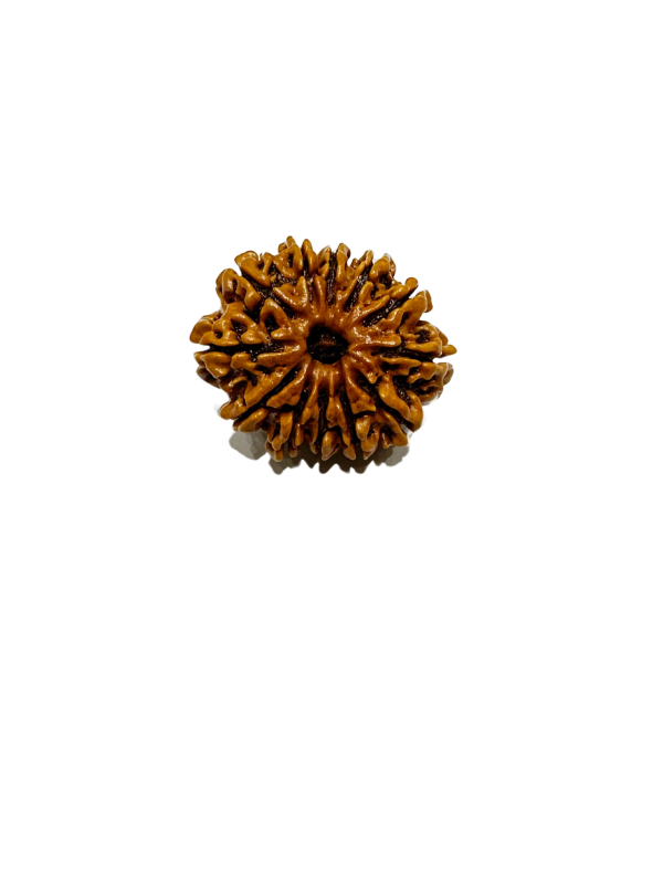Vedikaura 12 Mukhi Rudraksha