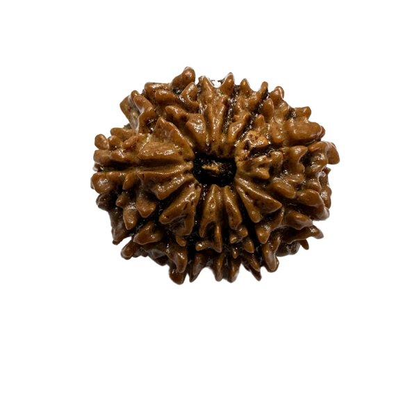 Vedikaura 11 Mukhi Rudraksha