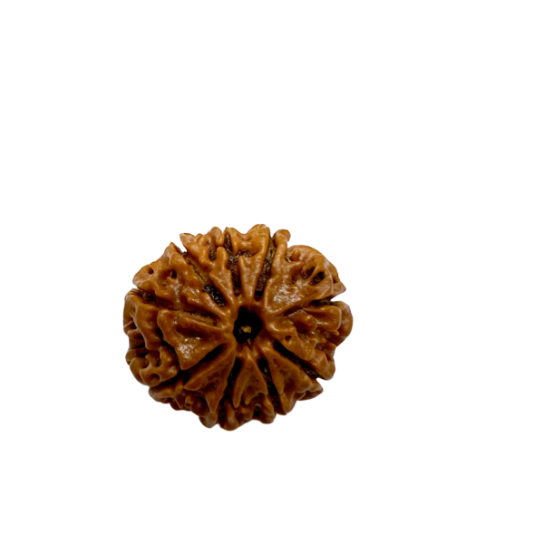 Vedikaura 9 Mukhi Rudraksha