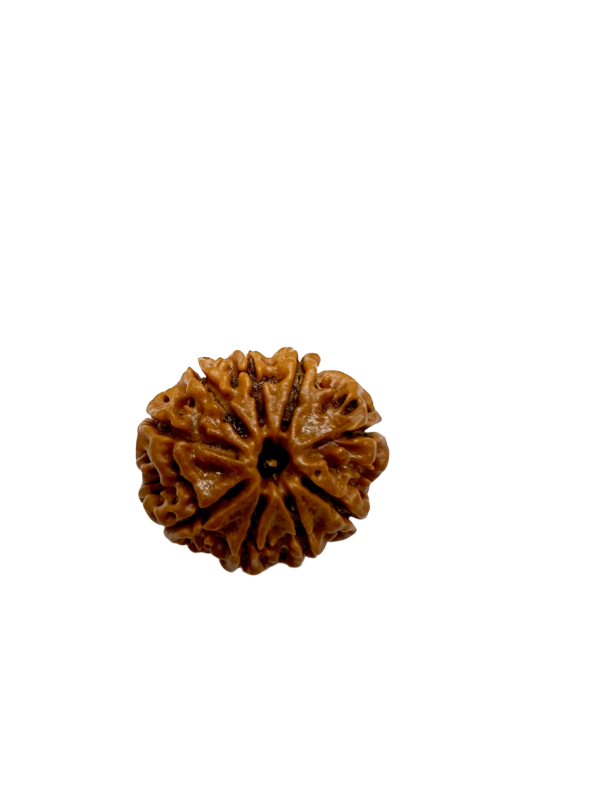 Vedikaura 9 Mukhi Rudraksha