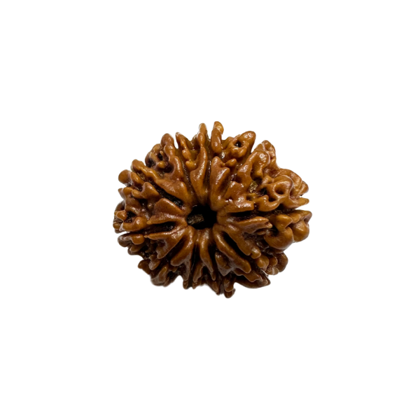 Vedikaura 10 Mukhi Rudraksha