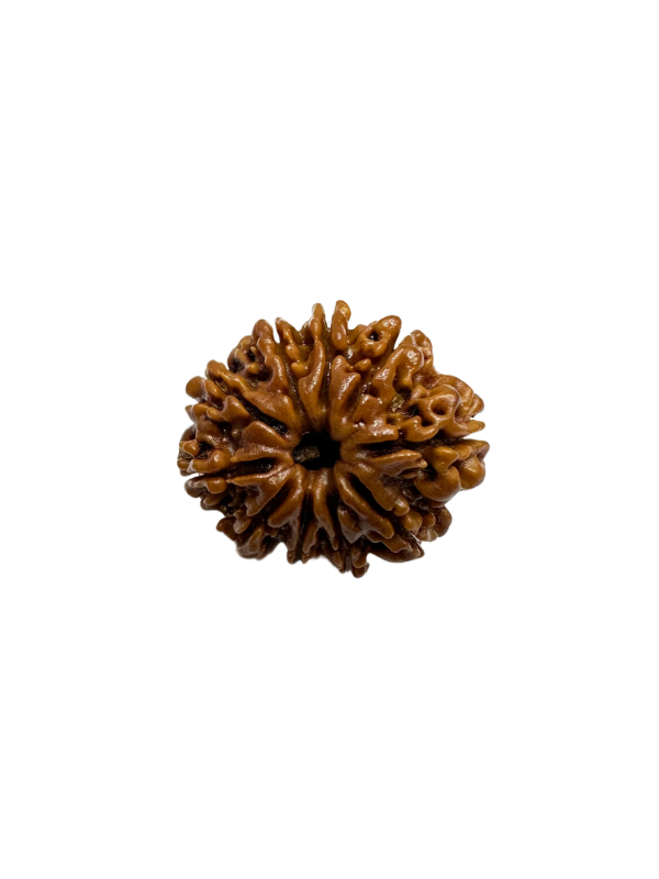 Vedikaura 10 Mukhi Rudraksha