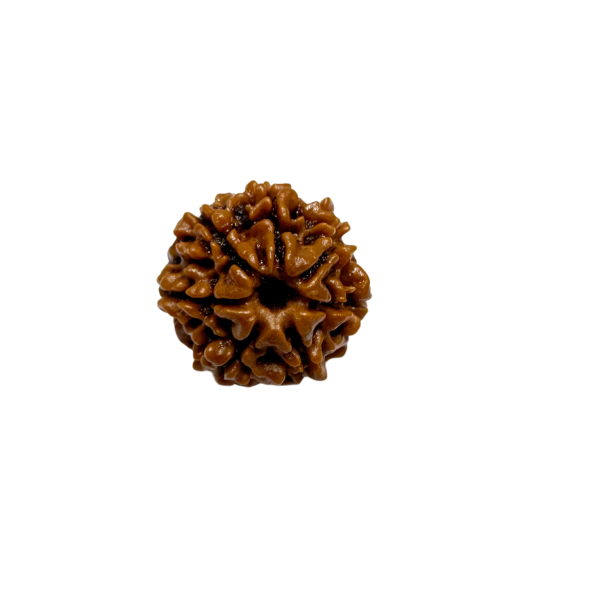 Vedikaura 7 Mukhi Rudraksha