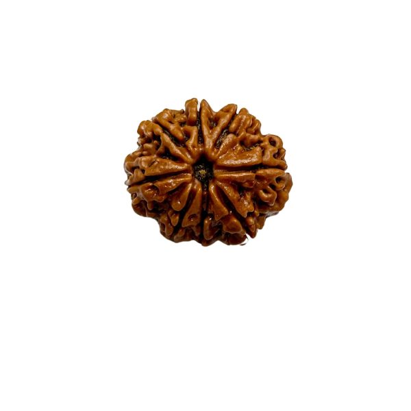 Vedikaura 8 Mukhi Rudraksha
