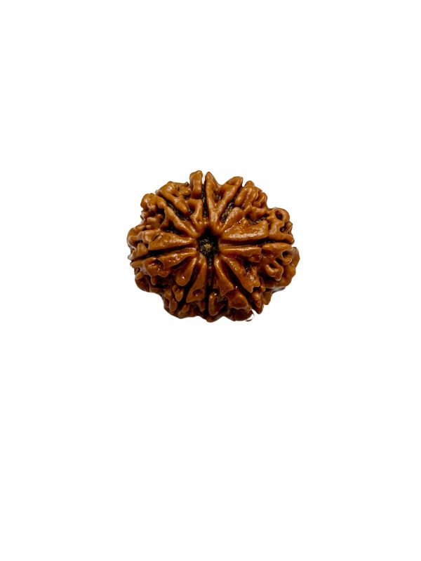 Vedikaura 8 Mukhi Rudraksha