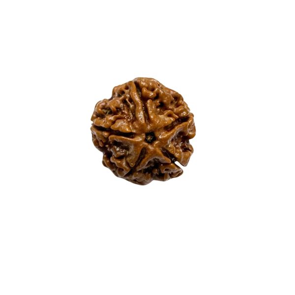 Vedikaura 5 Mukhi Rudraksha
