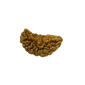 Vedikaura 1 Mukhi Rudraksha – Supreme Consciousness & Spiritual Awakening