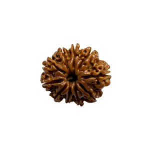 Vedikaura 10 Mukhi Nepali Rudraksha – Protection from Negative Energies & Hidden Fears