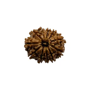 Vedikaura 11 Mukhi Nepali Rudraksha – Lord Hanuman’s Blessing for Courage, Strength & Protection