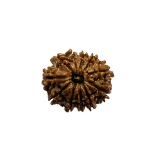 Vedikaura 12 Mukhi Nepali Rudraksha – Radiance, Confidence & Leadership with Surya Dev’s Blessings
