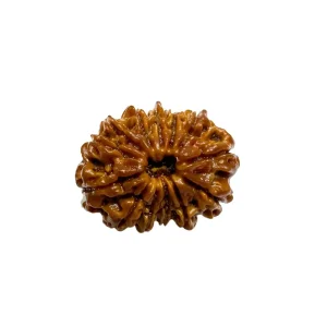 Vedikaura 13 Mukhi Nepali Rudraksha – Charm, Attraction & Fulfillment with Kamadeva’s Blessings