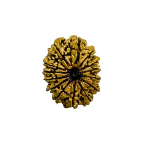 Vedikaura 14 Mukhi Nepali Rudraksha – Ajna Awakening & Divine Guidance with Lord Hanuman’s Blessings