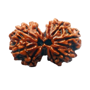 Vedikaura Gauri Shankar Nepali Rudraksha – Sacred Union of Shiva & Shakti for Harmony and Divine Connection