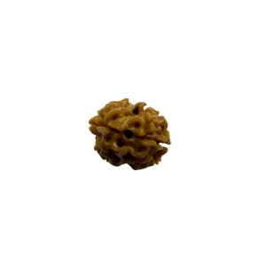 Vedikaura 2 Mukhi Rudraksha – Harmony, Relationships & Divine Union