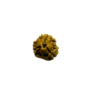Vedikaura 3 Mukhi Nepali Rudraksha – Inner Healing, Self-Confidence & Fire Element Balance