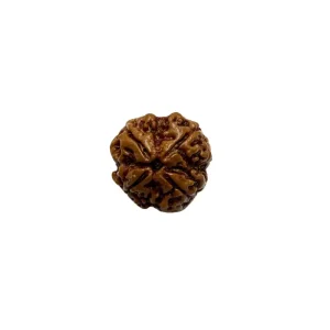 Vedikaura 4 Mukhi Nepali Rudraksha – Wisdom, Communication & Power of Lord Brahma
