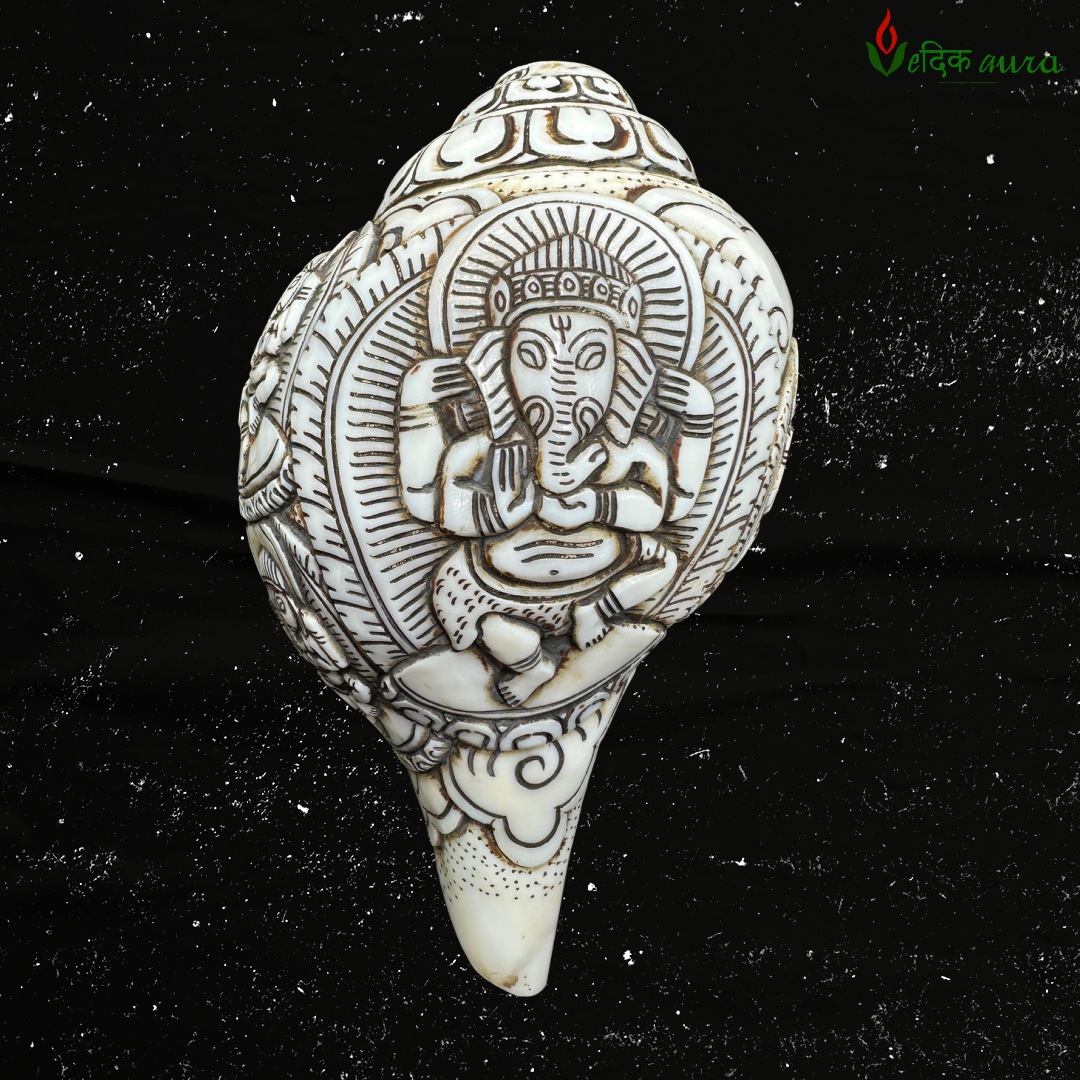 Vedikaura Authentic Nepali Hand-Carved Shankh – Sacred Ritual Conch Shell