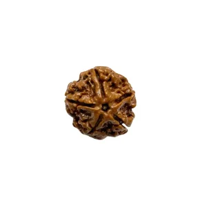 Vedikaura 5 Mukhi Nepali Rudraksha – Peace, Protection & Spiritual Growth with Panchmukhi Energy