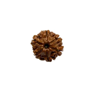 Vedikaura 6 Mukhi Nepali Rudraksha – Focus, Discipline & Power of Lord Kartikeya