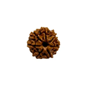Vedikaura 7 Mukhi Nepali Rudraksha – Abundance, Health & Goddess Lakshmi’s Blessings