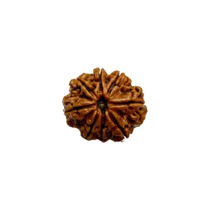 Vedikaura 8 Mukhi Nepali Rudraksha – Obstacle Removal & Wisdom with Lord Ganesha’s Blessings