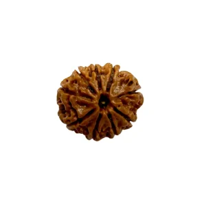 Vedikaura 9 Mukhi Nepali Rudraksha – Power of Goddess Durga for Energy, Courage & Protection