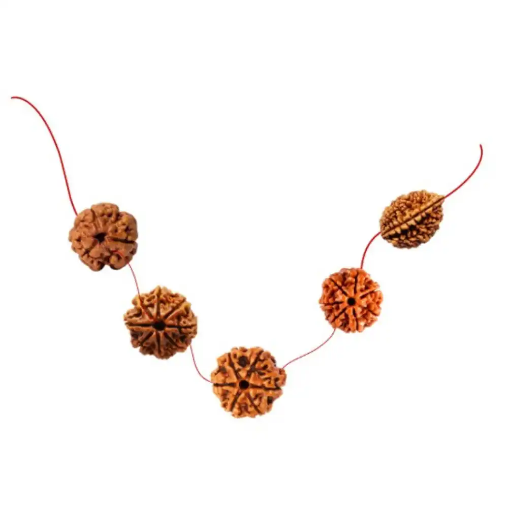 Vedikaura Laxmi Abundance Kawach – 8, 7, 6, 3 & 2 Mukhi Rudraksha for Wealth, Harmony & Divine Flow
