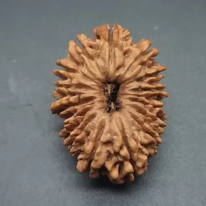 Vedikaura 15 Mukhi Nepali Rudraksha – Manifestation, Heart Healing & Divine Grace