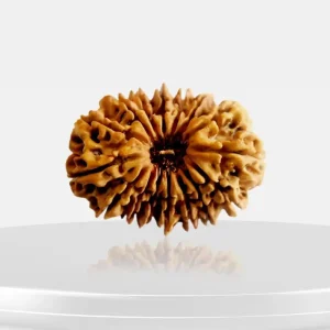 Vedikaura 16 Mukhi Nepali Rudraksha – Protection, Fearlessness & Blessings of Mahakaal
