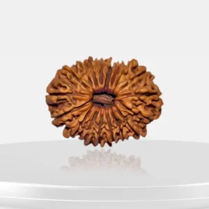 Vedikaura 18 Mukhi Nepali Rudraksha – Earth Energy, Wealth & Stability
