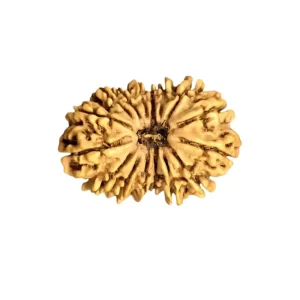 Vedikaura 19 Mukhi Nepali Rudraksha – Manifestation, Success & Divine Support
