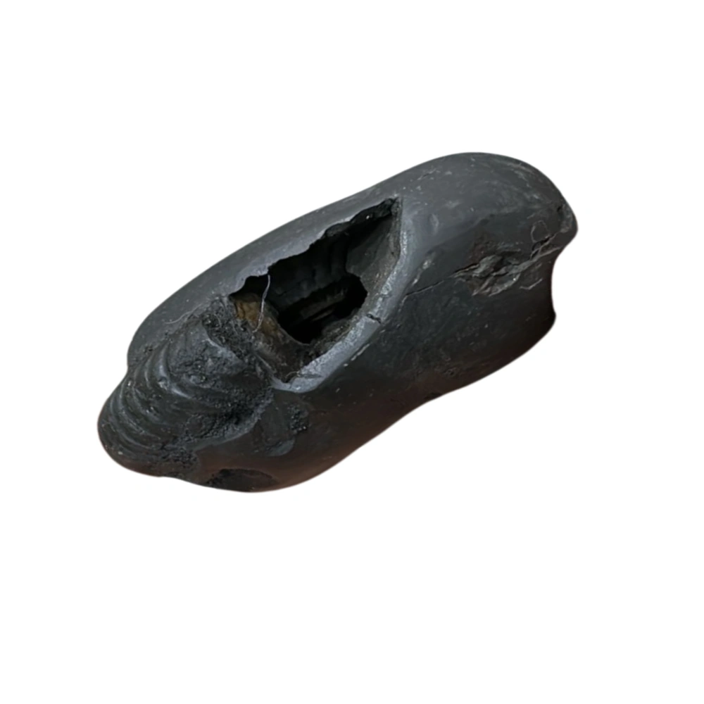 Vedikaura Laxmi Narayan Shaligram Ji – Prosperity, Harmony & Divine Grace