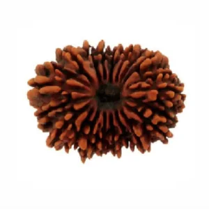 Vedikaura 21 Mukhi Nepali Rudraksha – Supreme Abundance & Divine Authority