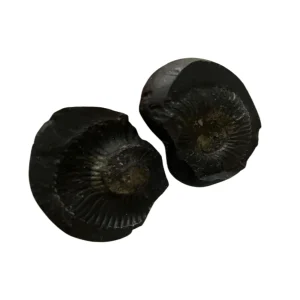 Vedikaura Sudarshan Chakra Shaligram – Protection, Divine Power & Energy Purification