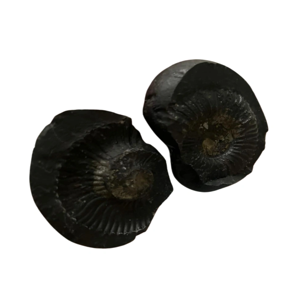 Vedikaura Sudarshan Chakra Shaligram – Protection, Divine Power & Energy Purification