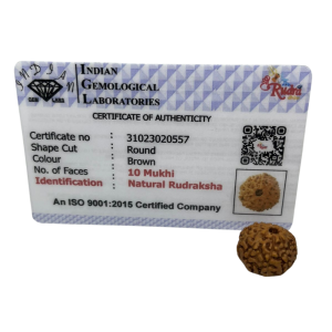 Vedikaura 10 Mukhi Indonesian Rudraksha – Divine Shield of Lord Vishnu